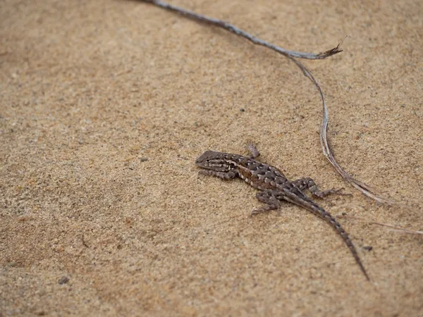 Common Side Blotched Lizard