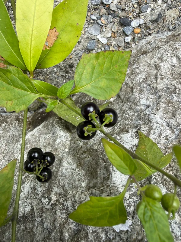 American Black Nightshade