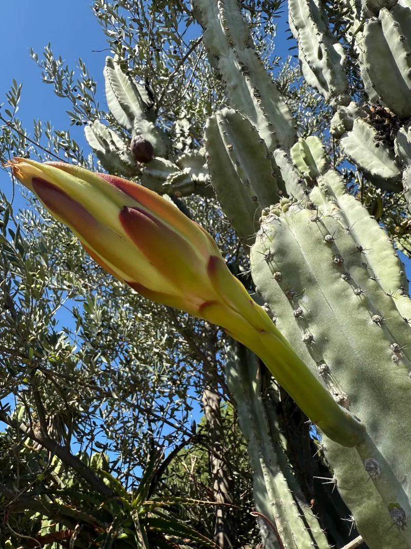 Cereus - Image 2