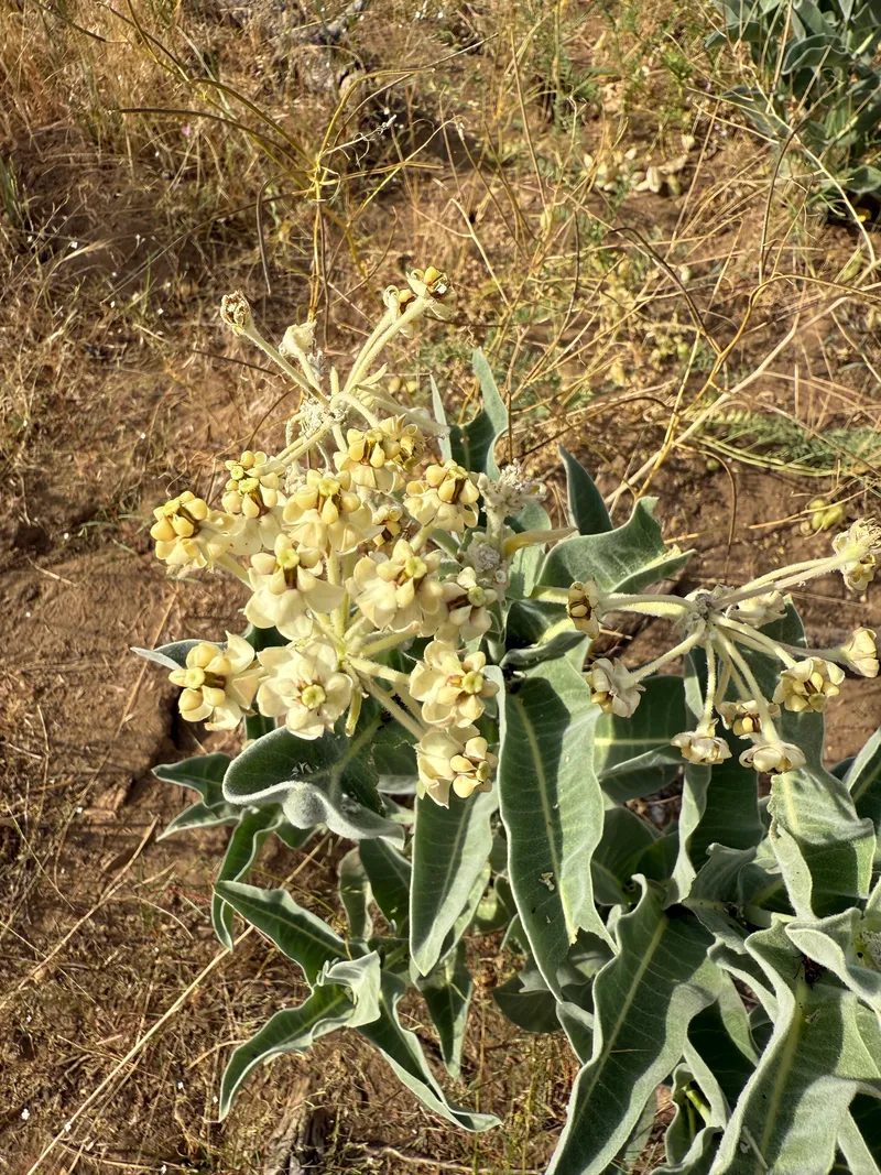 Woollypod Milkweed - Image 2
