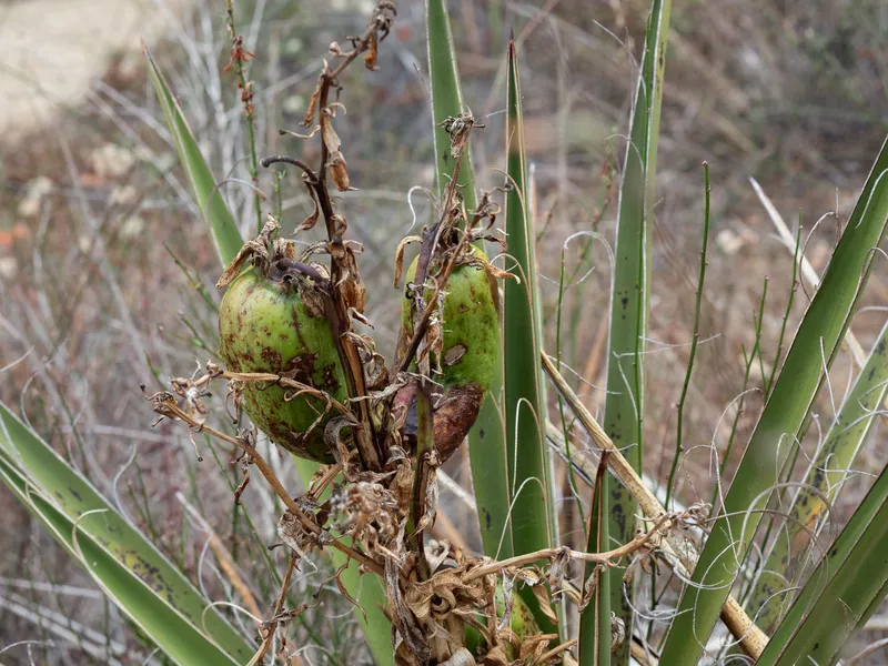 Mojave Yucca - Image 2