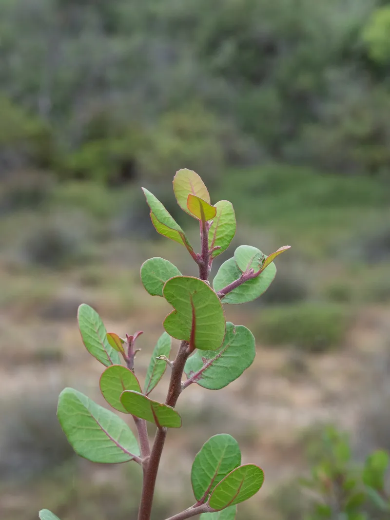 Lemonade Berry - Image 2