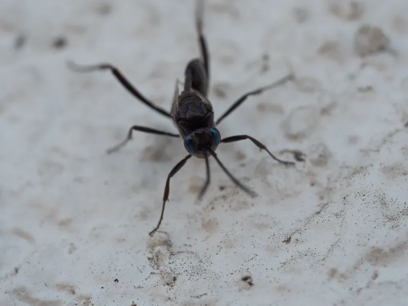 Blue Eyed Ensign Wasp - Image 2