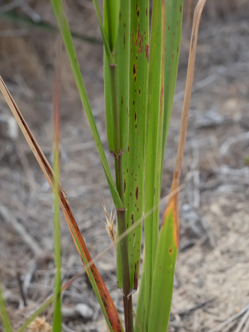 Giant Wild Rye - Image 2