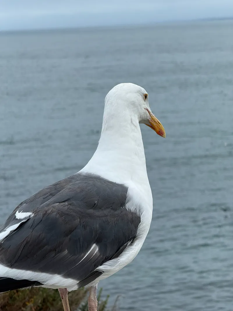 Western Gull - Image 2