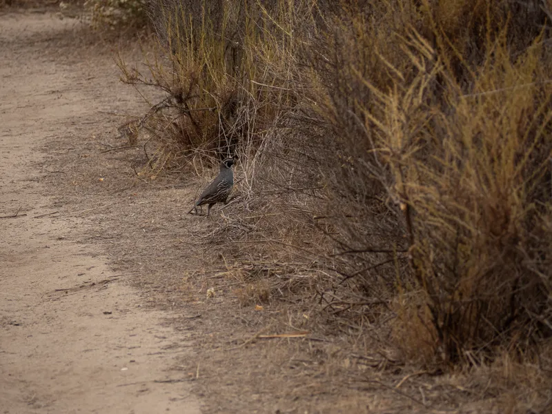 California Quail - Image 2