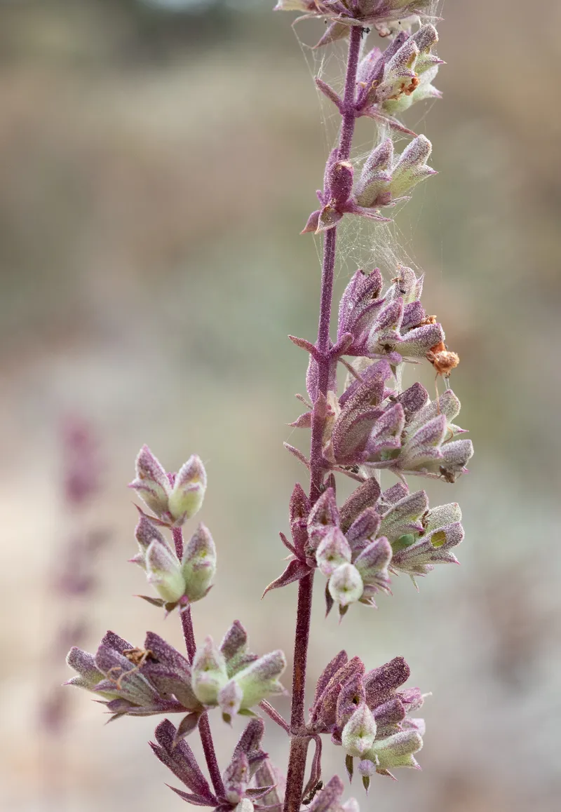 White Sage - Image 2