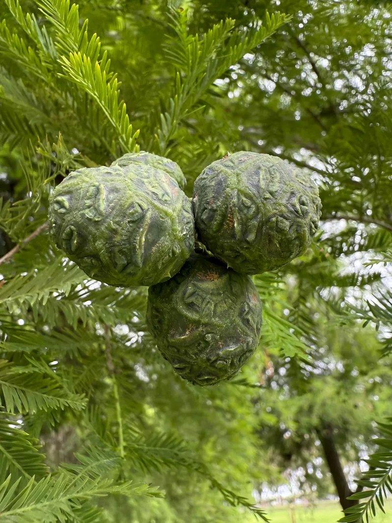 Conifers - Image 2