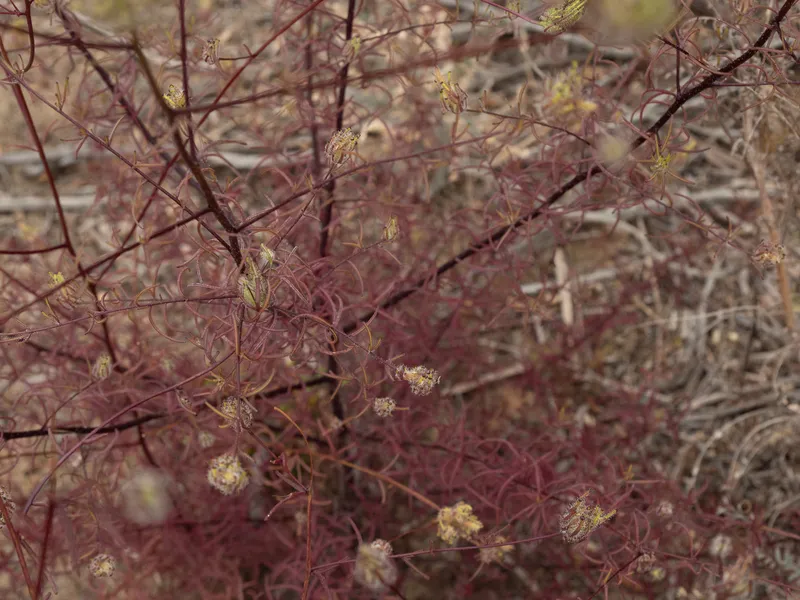 Stiffbranch Bird's Beak - Image 2