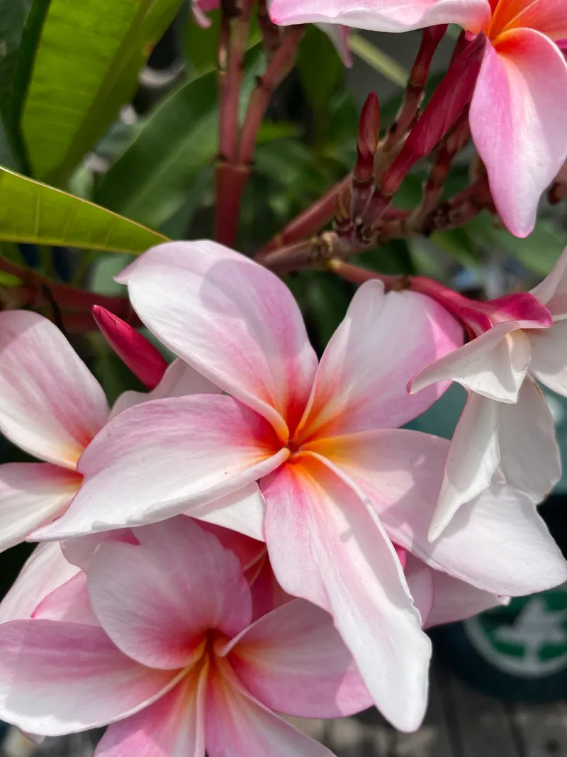 Frangipani Trees - Image 2