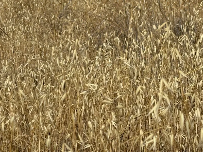 Oats - Image 2