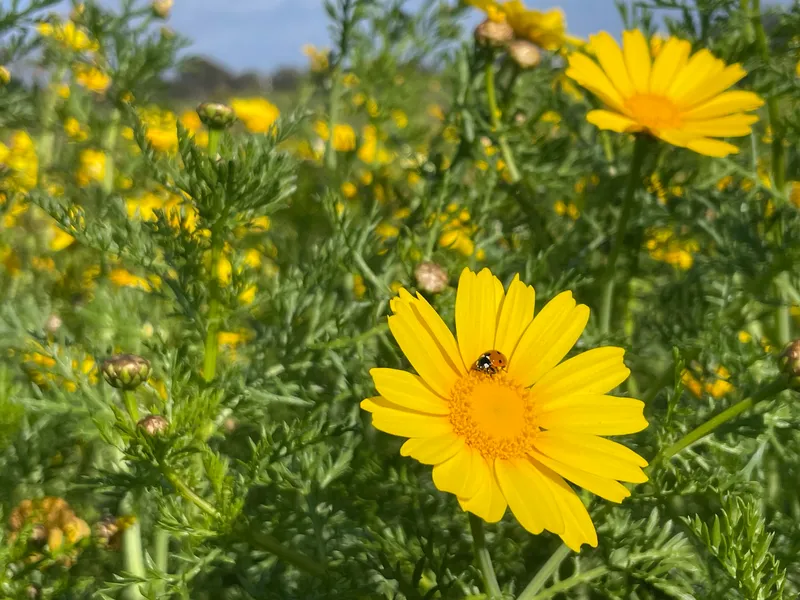 Golden Marguerite - Image 2