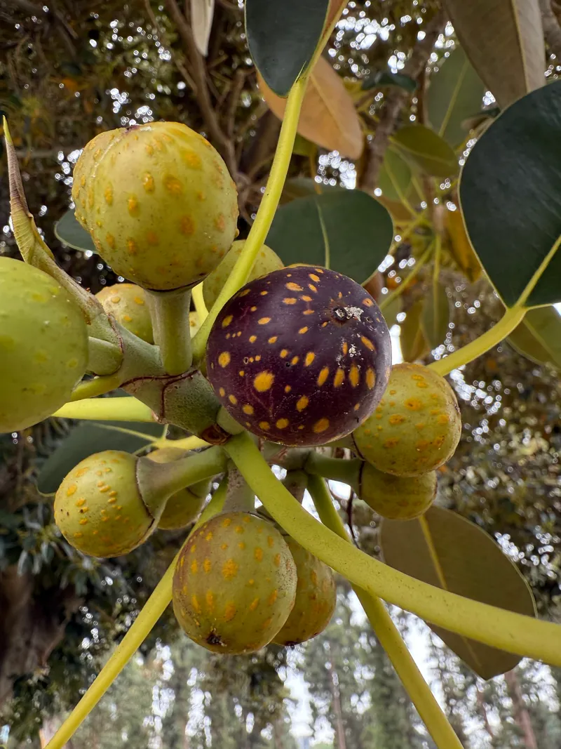 Moreton Bay Fig - Image 2