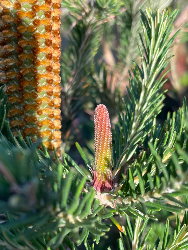 Plants - Image 2