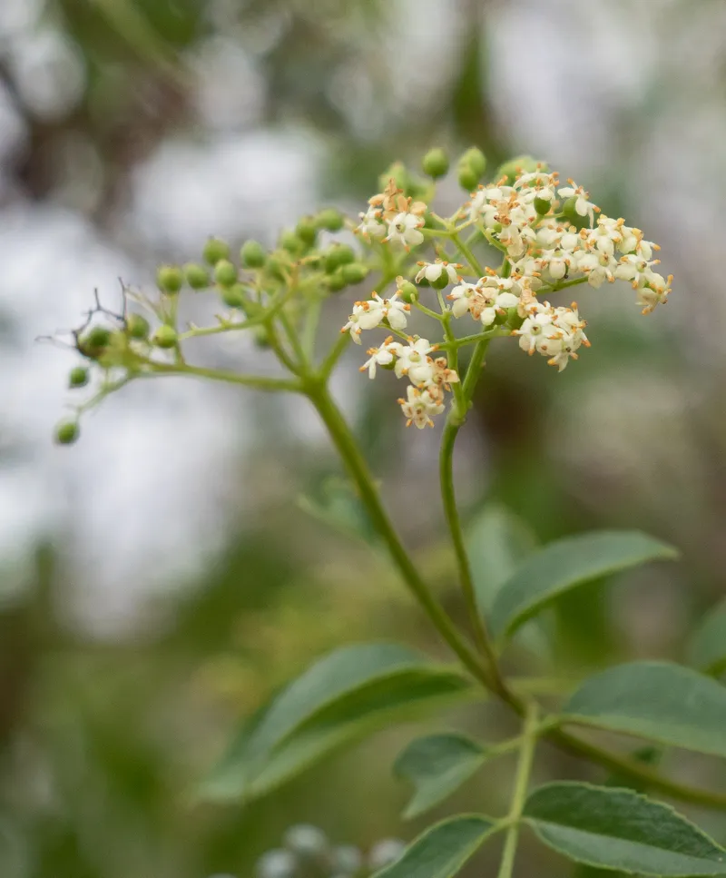 Blue Elder - Image 2
