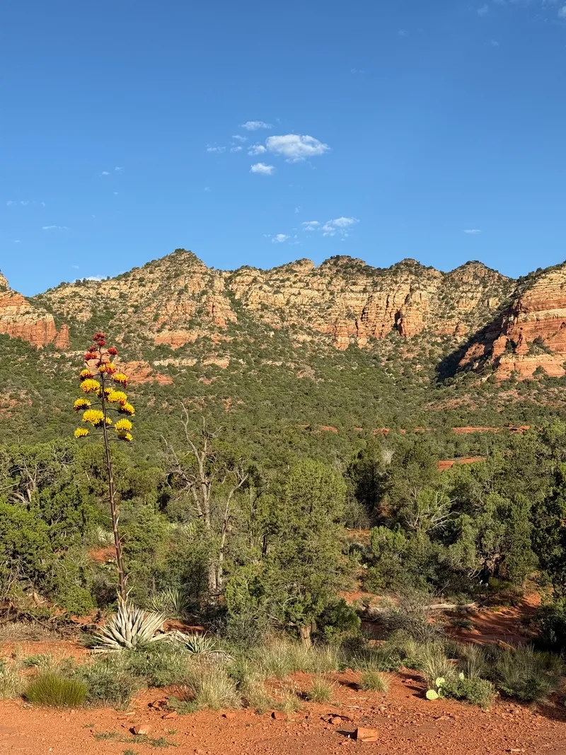 Parry's Agave - Image 2