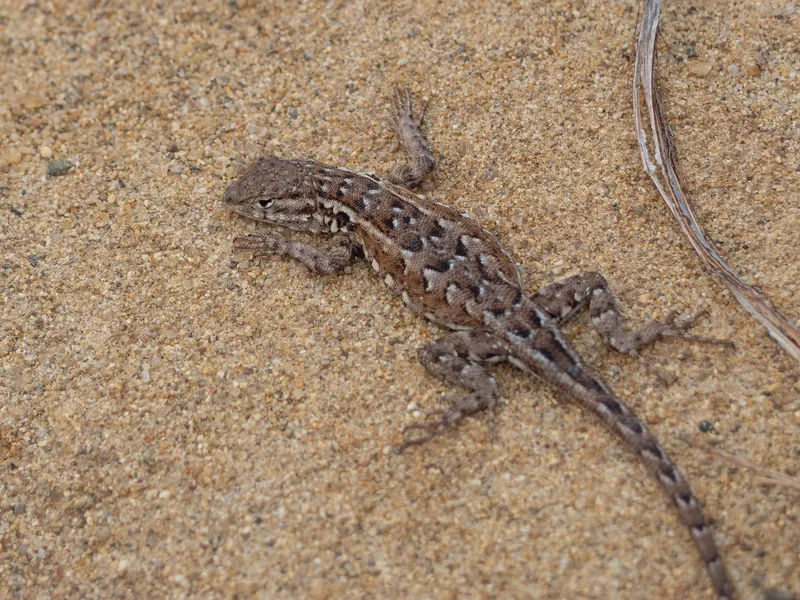 Common Side Blotched Lizard - Image 2
