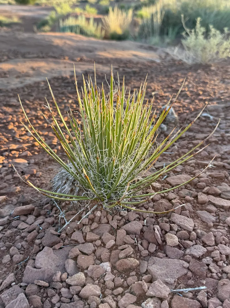 Yuccas - Image 2