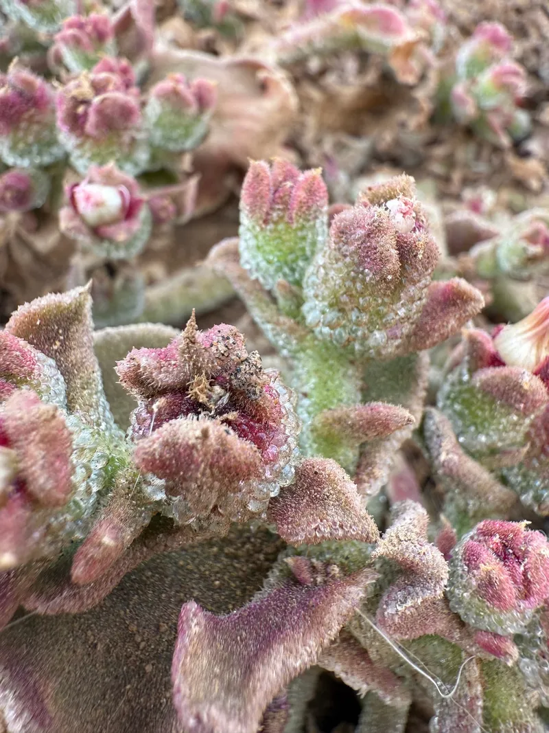 Crystalline Ice Plant - Image 2