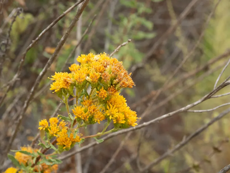 Coastal Goldenbush - Image 2