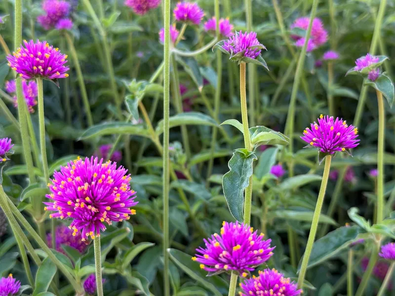 Globe Amaranth - Image 2