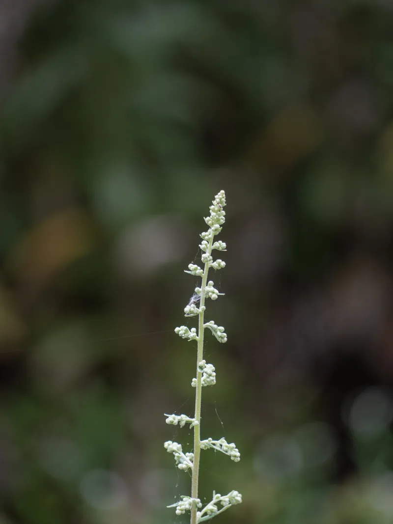 California Mugwort - Image 2