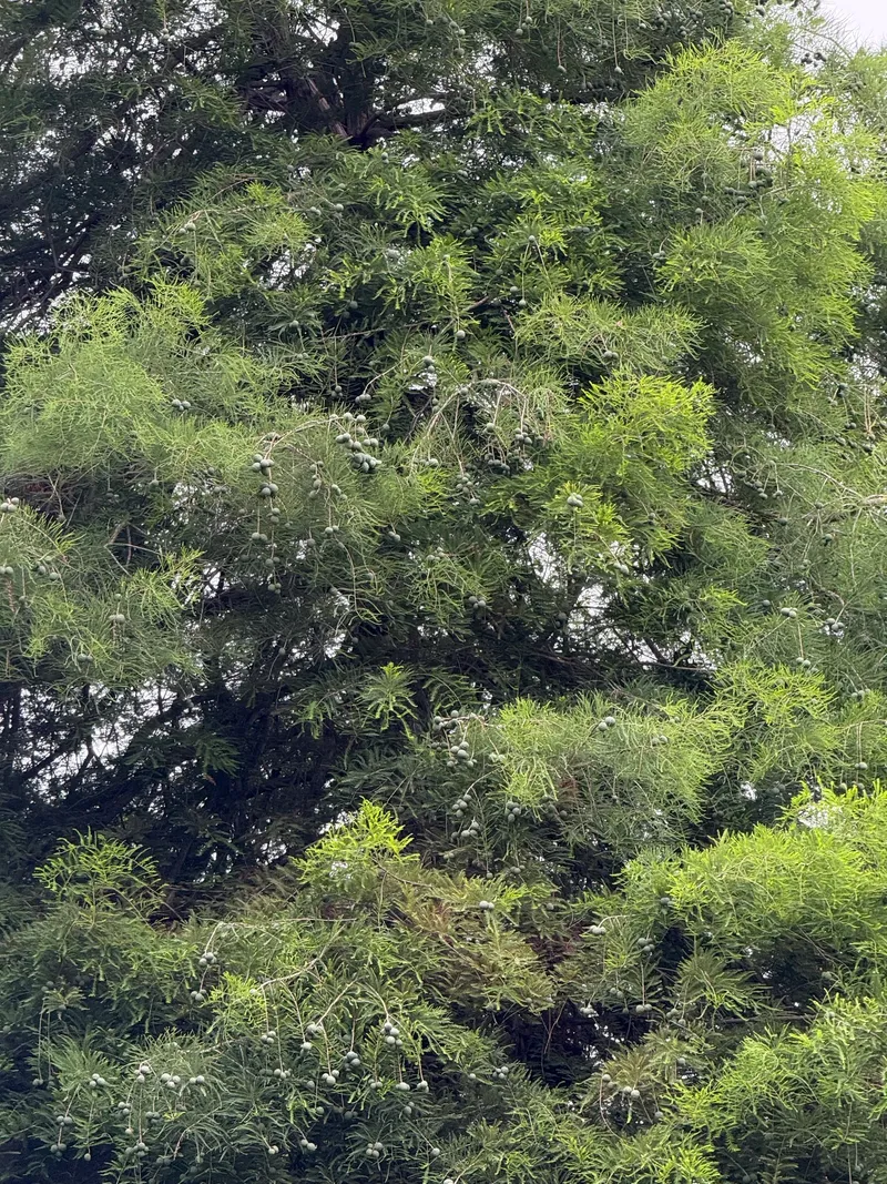 Conifers - Image 3
