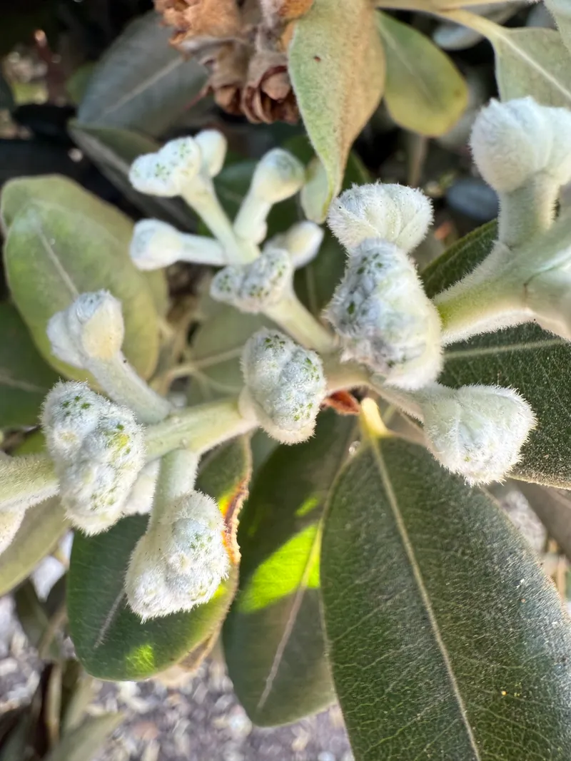 Pōhutukawa - Image 3