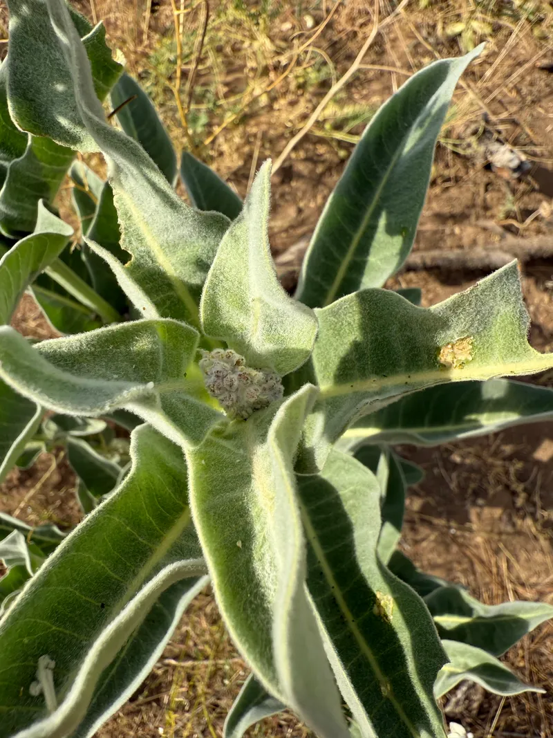 Woollypod Milkweed - Image 3