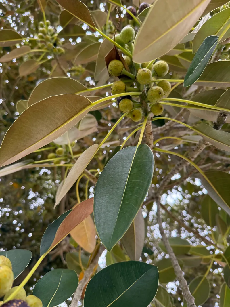 Moreton Bay Fig - Image 3