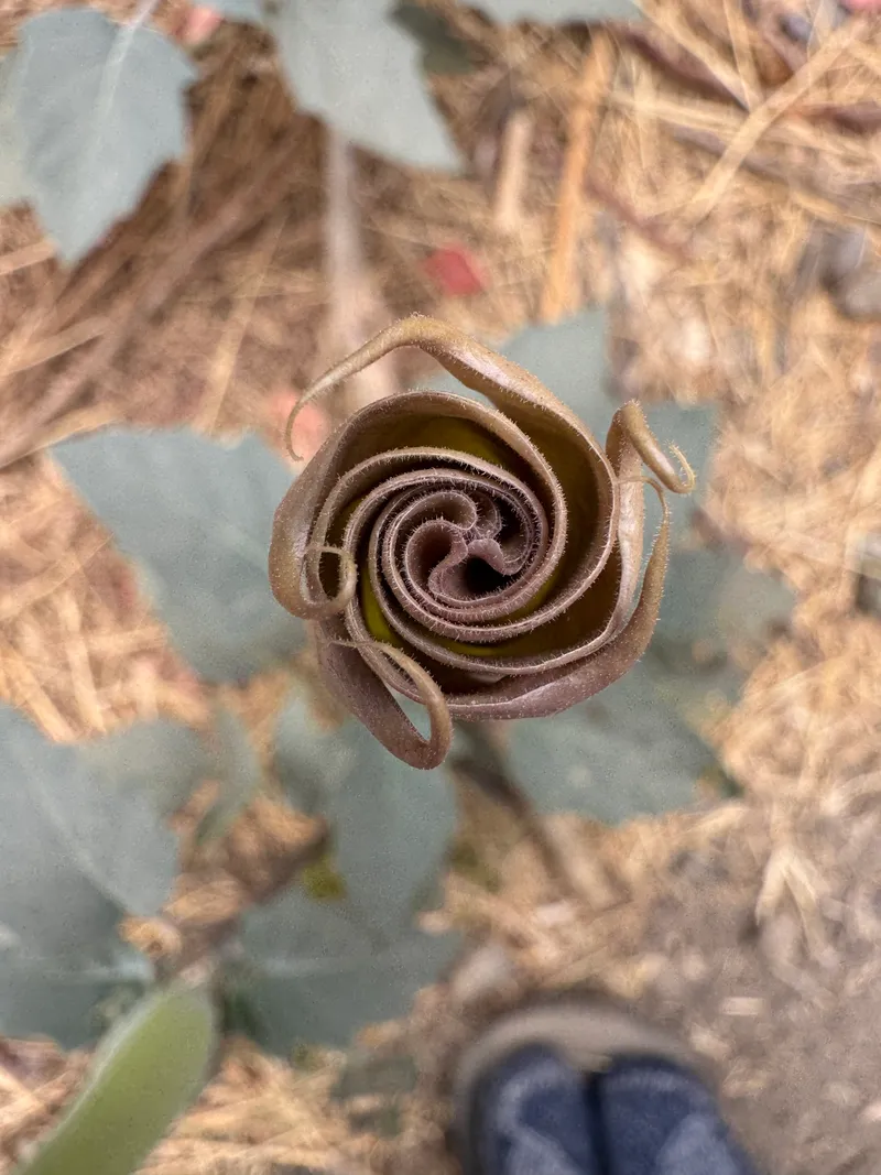 Sacred Datura - Image 3