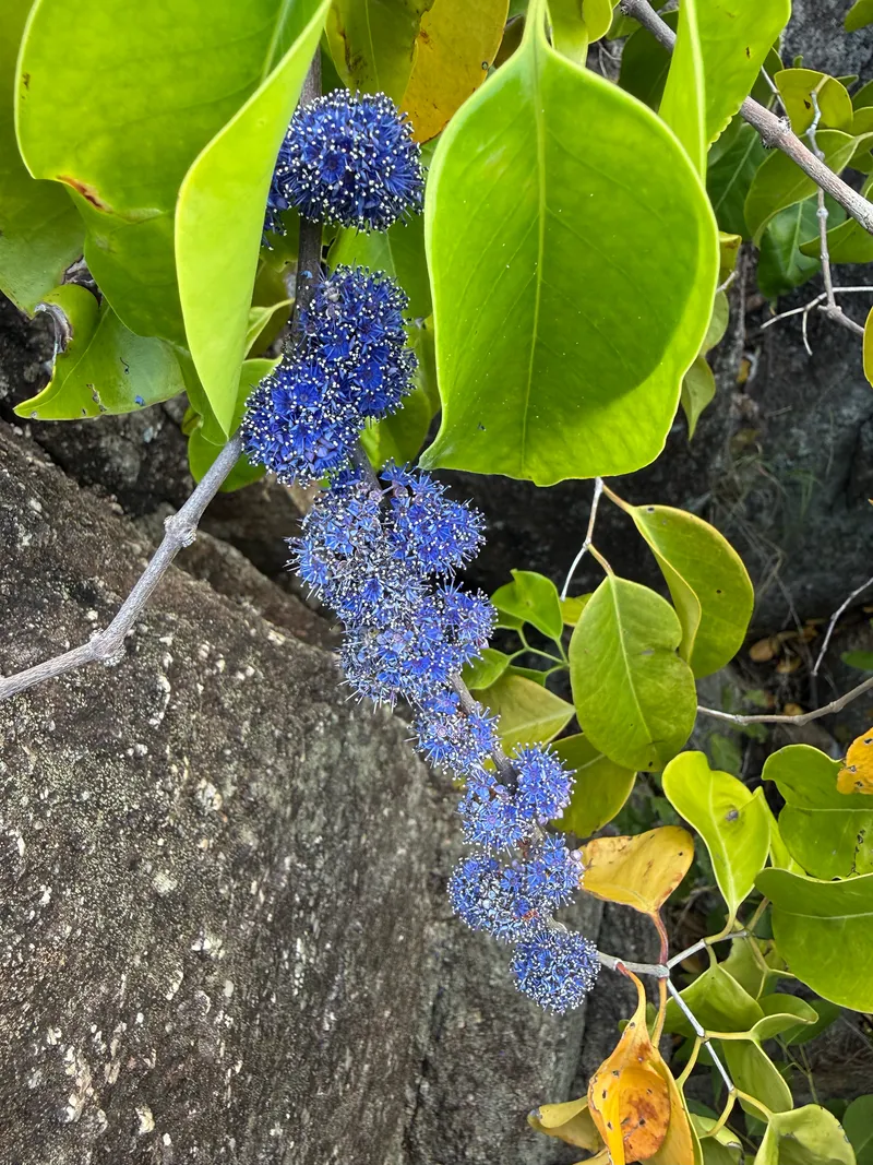 Indian Ironwood - Image 3