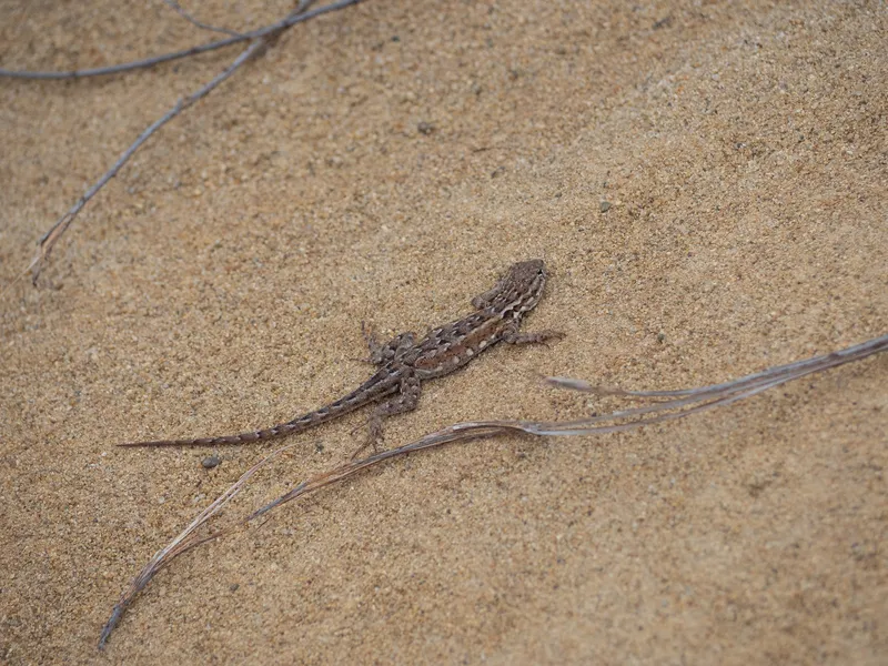 Common Side Blotched Lizard - Image 3