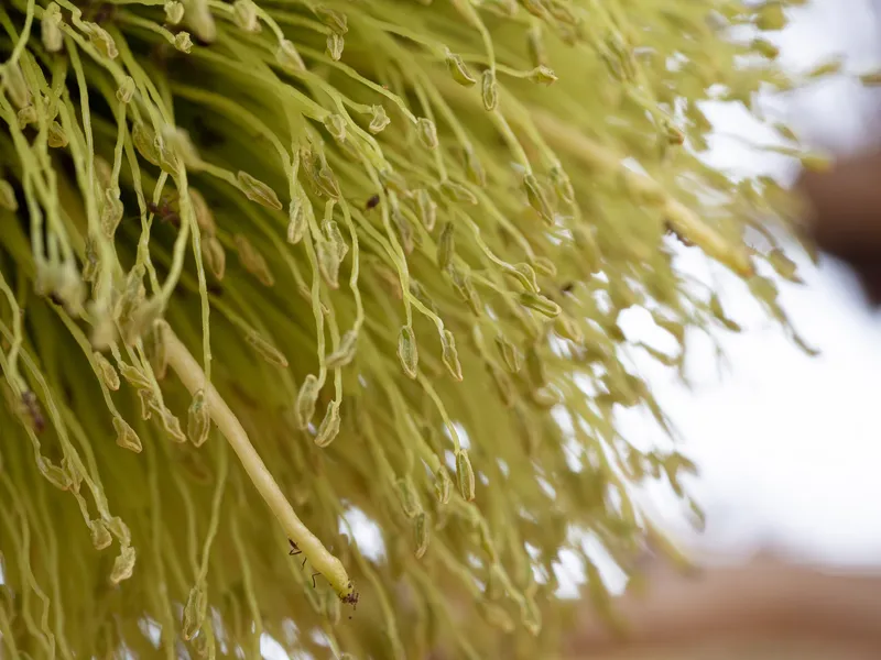 Spider Gum - Image 3