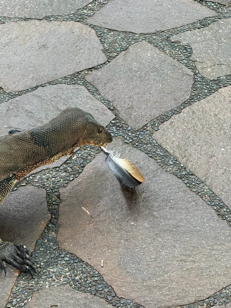 Indomalayan Water Monitor - Image 3