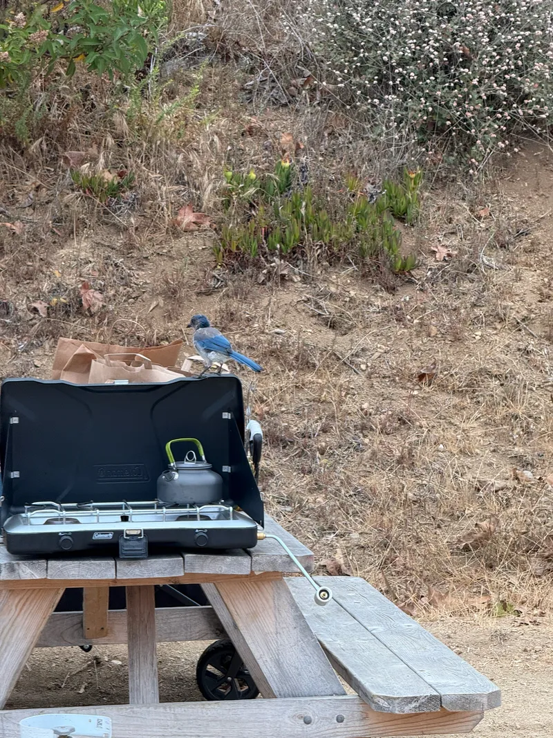 California Scrub Jay - Image 4