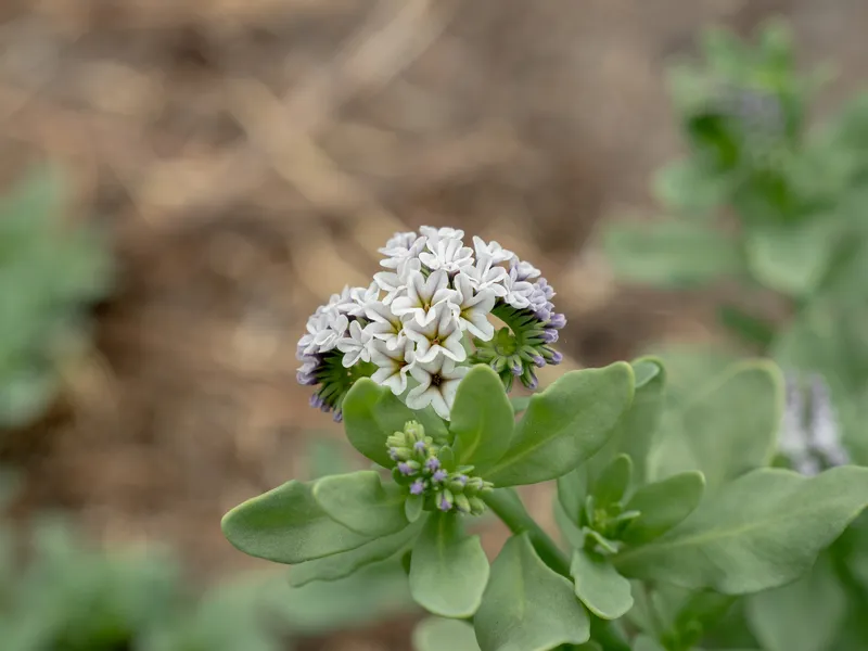 Alkali Heliotrope - Image 4