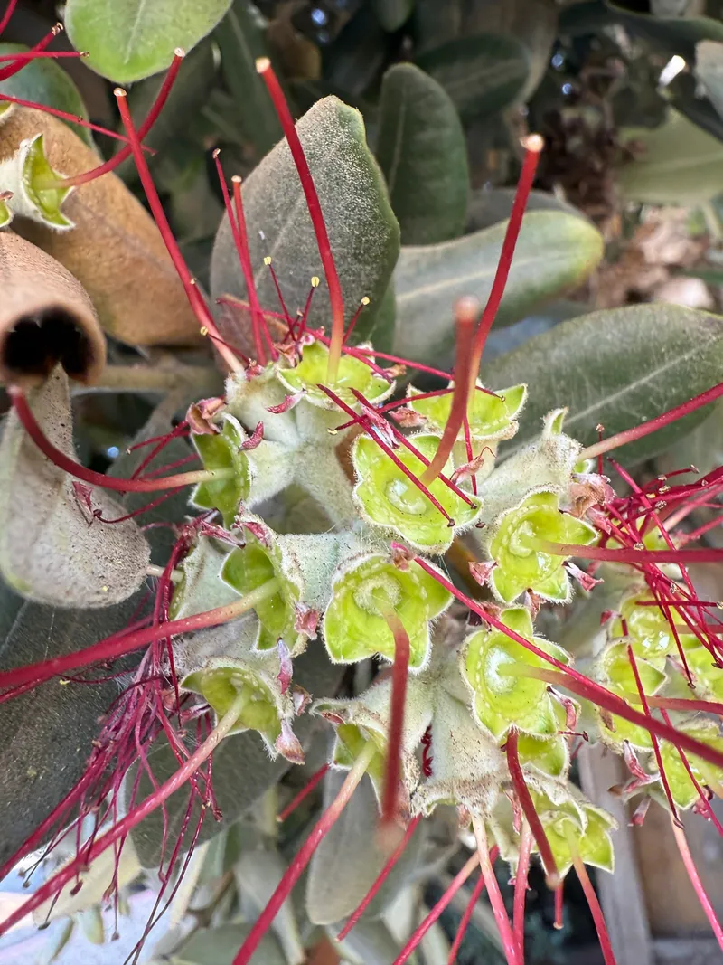 Pōhutukawa - Image 4