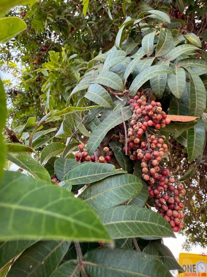 Brazilian Pepper - Image 4