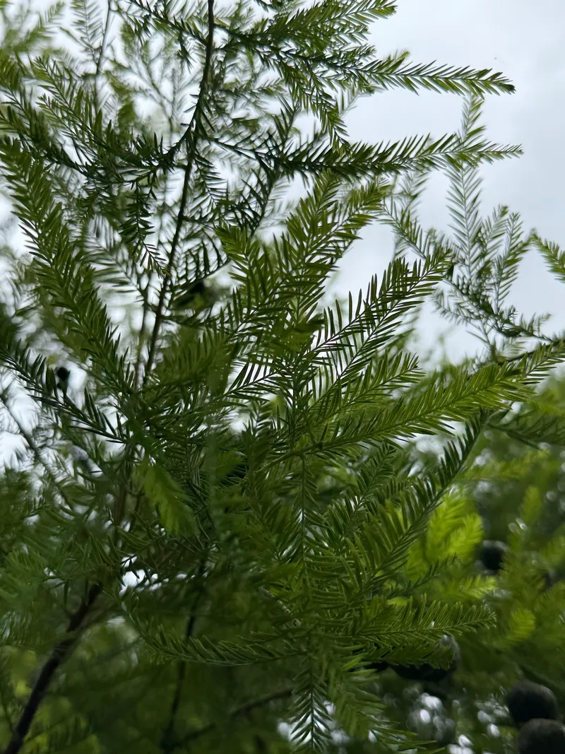 Conifers - Image 4