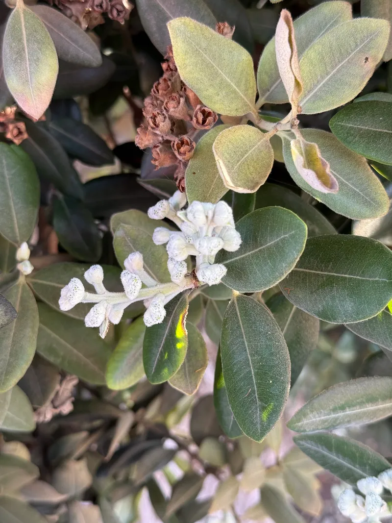 Pōhutukawa - Image 5